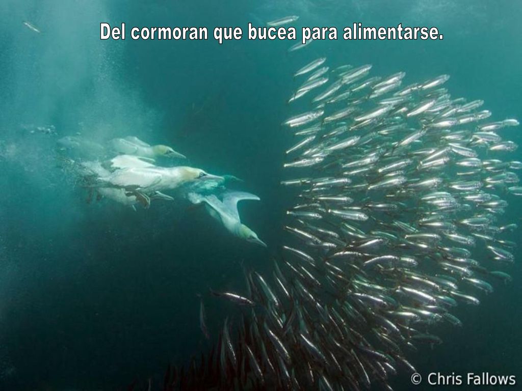 Del cormoran que bucea para alimentarse.