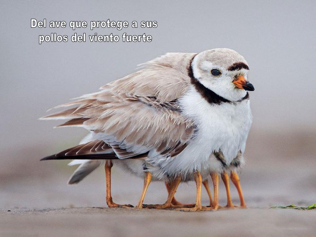 Del ave que protege a sus pollos del viento fuerte