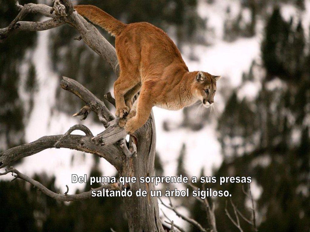 Del puma que sorprende a sus presas saltando de un árbol sigiloso.
