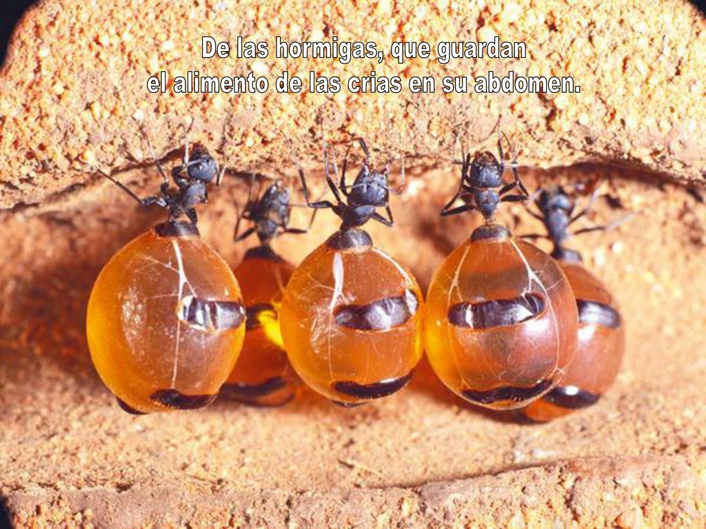 De las hormigas, que guardan el alimento de las crias en su abdomen.