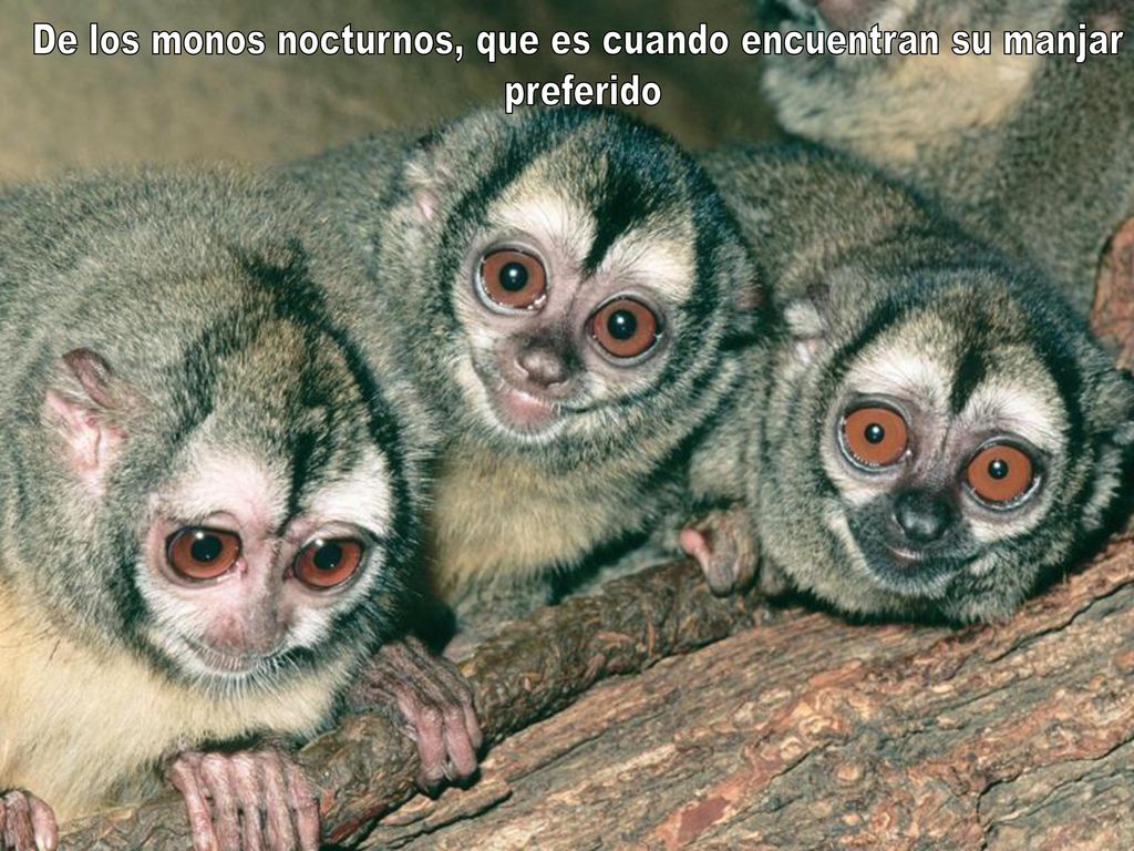 De los monos nocturnos, que es cuando encuentran su manjar
