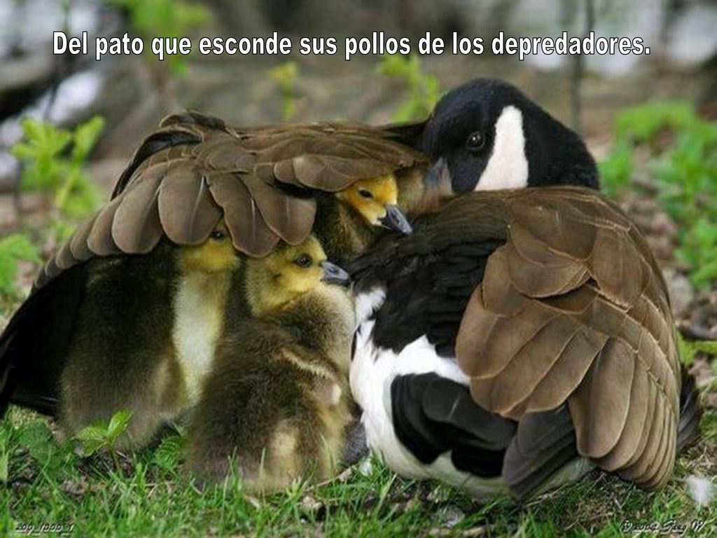 Del pato que esconde sus pollos de los depredadores.