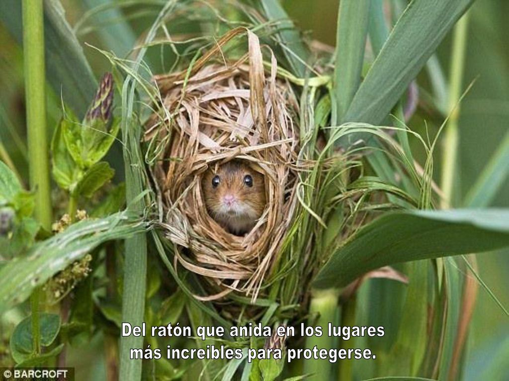 Del ratón que anida en los lugares más increibles para protegerse.