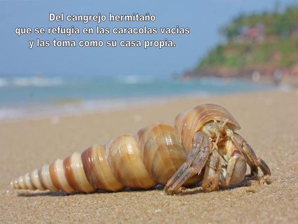 Del cangrejo hermitaño que se refugia en las caracolas vacias