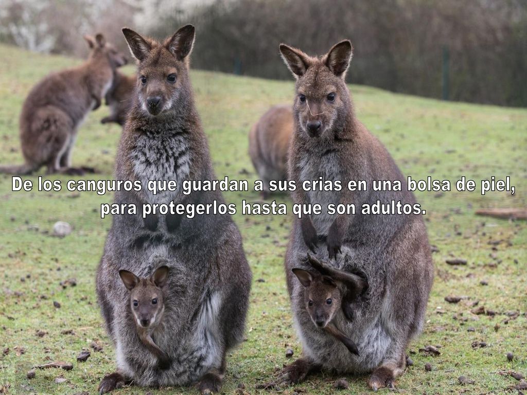 De los canguros que guardan a sus crias en una bolsa de piel,