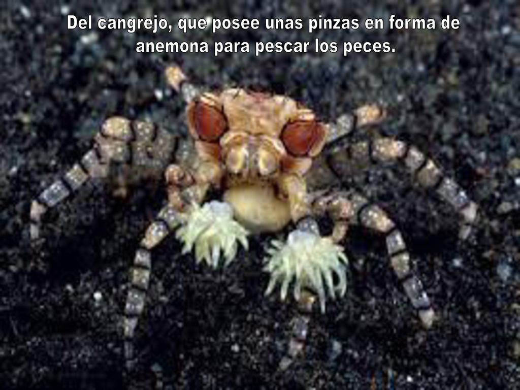 Del cangrejo, que posee unas pinzas en forma de