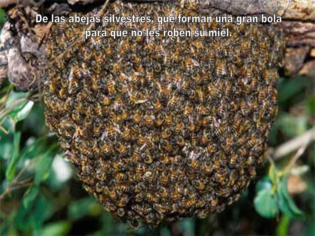 De las abejas silvestres, que forman una gran bola