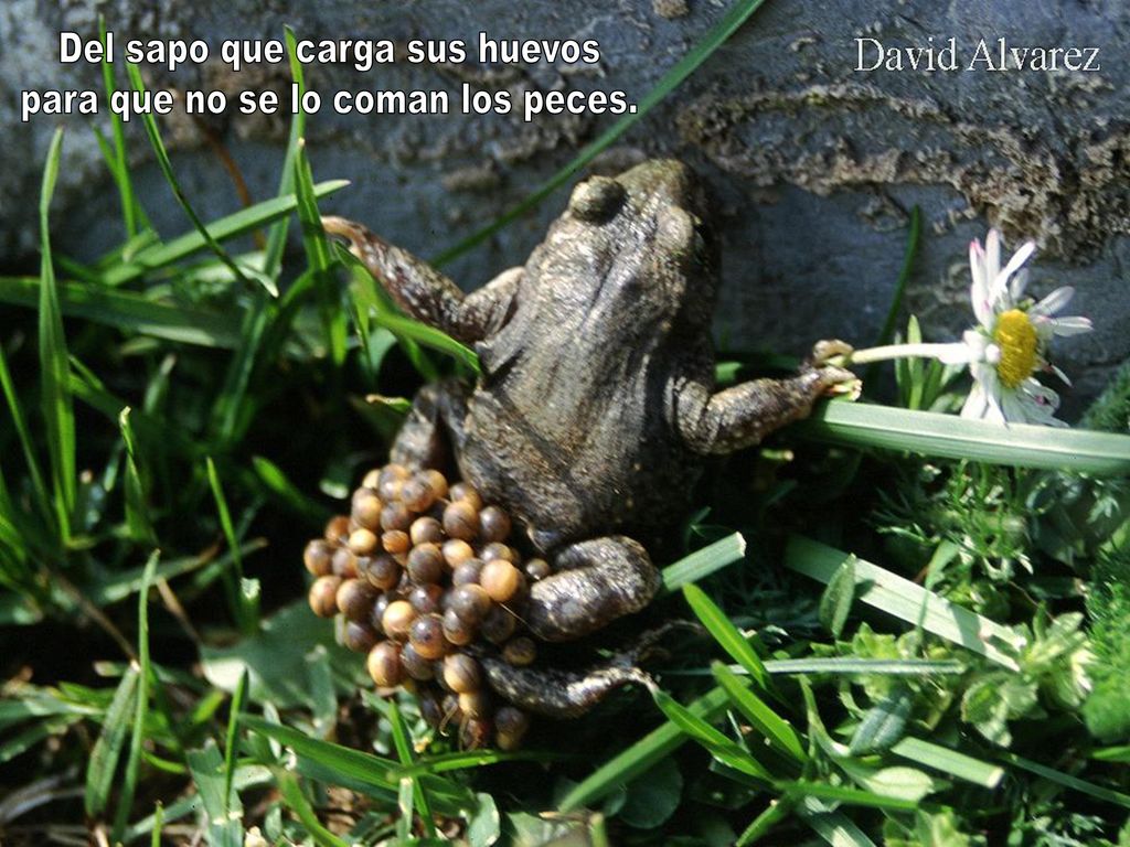Del sapo que carga sus huevos para que no se lo coman los peces.