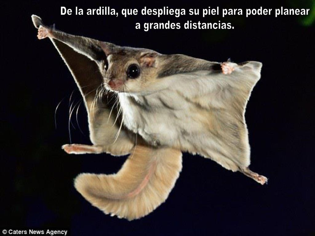 De la ardilla, que despliega su piel para poder planear