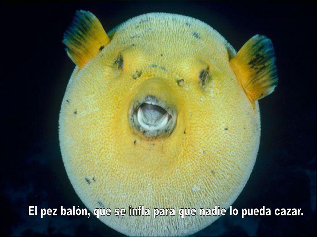 El pez balón, que se infla para que nadie lo pueda cazar.
