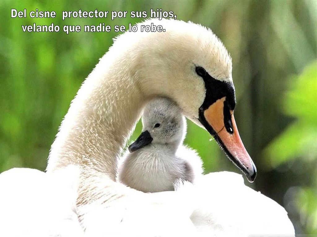 Del cisne protector por sus hijos, velando que nadie se lo robe.
