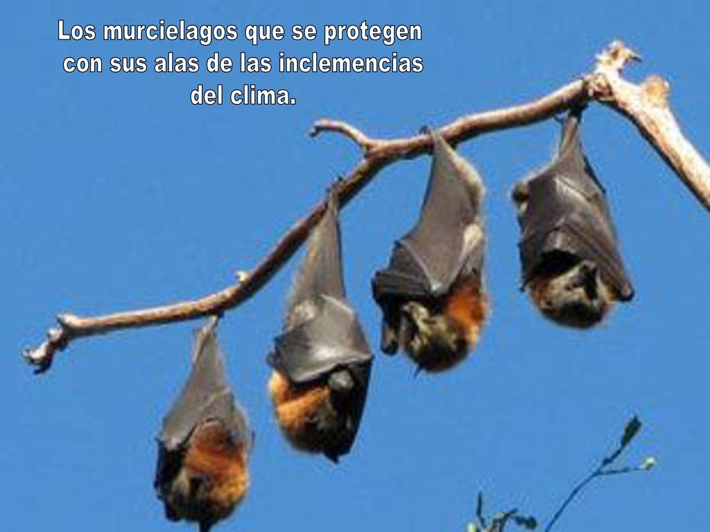 Los murcielagos que se protegen con sus alas de las inclemencias