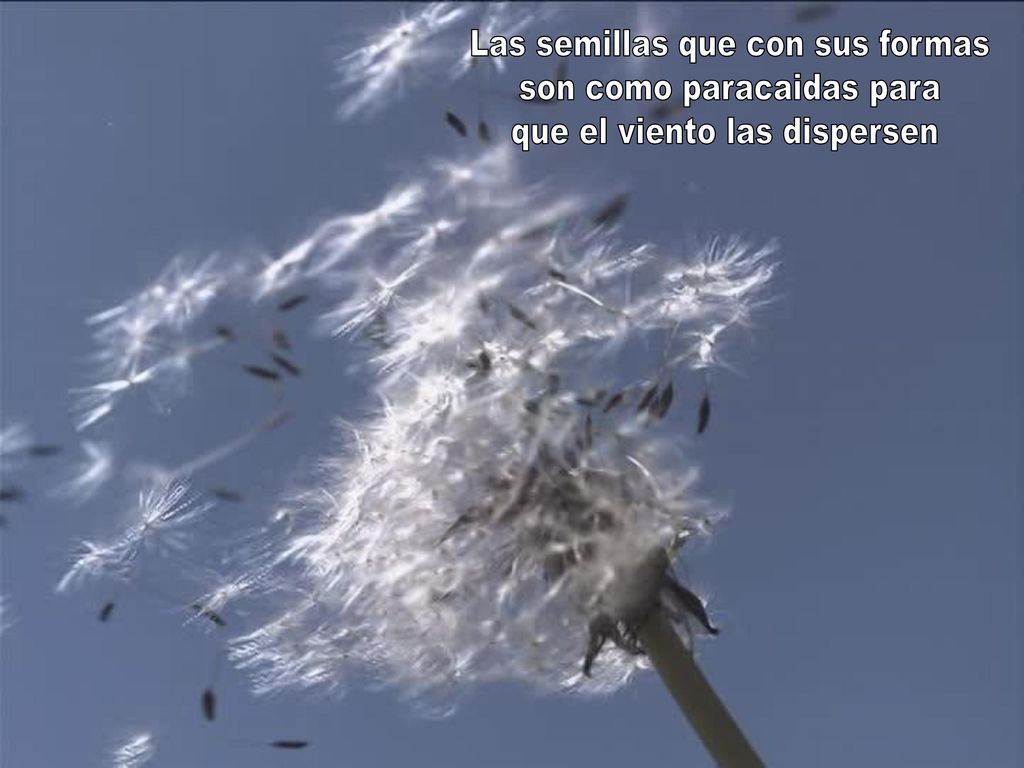 Las semillas que con sus formas son como paracaidas para
