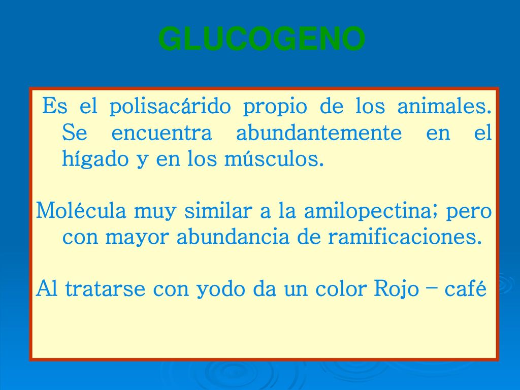 GLUCOGENO Es el polisacárido propio de los animales. Se encuentra abundantemente en el hígado y en los músculos.