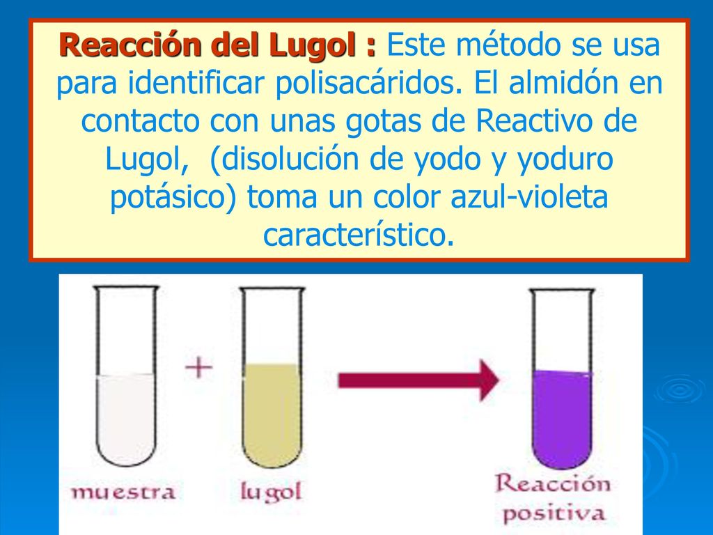 Reacción del Lugol : Este método se usa para identificar polisacáridos
