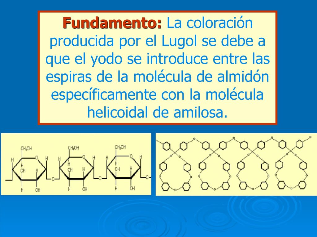 Fundamento: La coloración producida por el Lugol se debe a que el yodo se introduce entre las espiras de la molécula de almidón específicamente con la molécula helicoidal de amilosa.