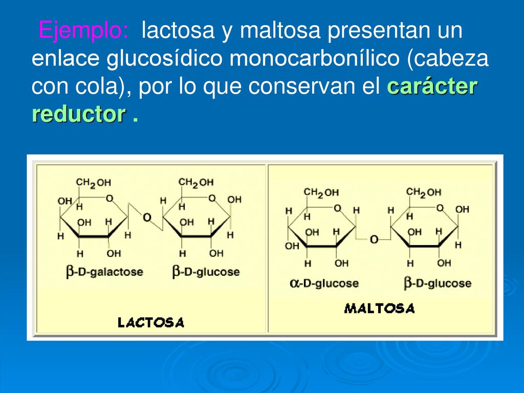 Ejemplo: lactosa y maltosa presentan un enlace glucosídico monocarbonílico (cabeza con cola), por lo que conservan el carácter reductor .