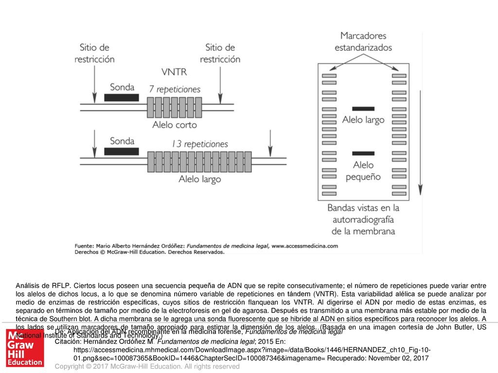 Análisis de RFLP. Ciertos locus poseen una secuencia pequeña de ADN que se repite consecutivamente; el número de repeticiones puede variar entre los alelos de dichos locus, a lo que se denomina número variable de repeticiones en tándem (VNTR). Esta variabilidad alélica se puede analizar por medio de enzimas de restricción específicas, cuyos sitios de restricción flanquean los VNTR. Al digerirse el ADN por medio de estas enzimas, es separado en términos de tamaño por medio de la electroforesis en gel de agarosa. Después es transmitido a una membrana más estable por medio de la técnica de Southern blot. A dicha membrana se le agrega una sonda fluorescente que se hibride al ADN en sitios específicos para reconocer los alelos. A los lados se utilizan marcadores de tamaño apropiado para estimar la dimensión de los alelos. (Basada en una imagen cortesía de John Butler, US National Institute of Standards and Technology.)