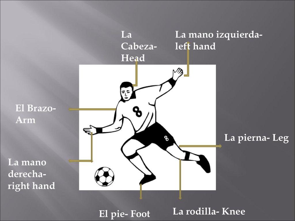 La Cabeza- Head La mano izquierda- left hand. El Brazo- Arm. La pierna- Leg. La mano derecha- right hand.