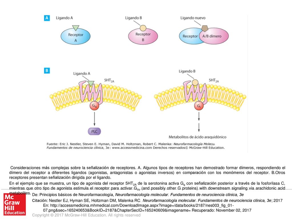 En el ejemplo que se muestra, un tipo de agonista del receptor 5HT2A de la serotonina activa Gq con señalización posterior a través de la fosforilasa C, mientras que otro tipo de agonista estimula el receptor para activar Gi/o (and possibly other G proteins) with downstream signaling via arachidonic acid metabolites.