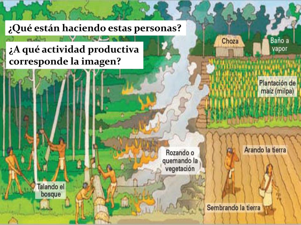Clase 6: economía maya Objetivo: Identificar las principales actividades  económicas desarrolladas por los mayas. - ppt descargar