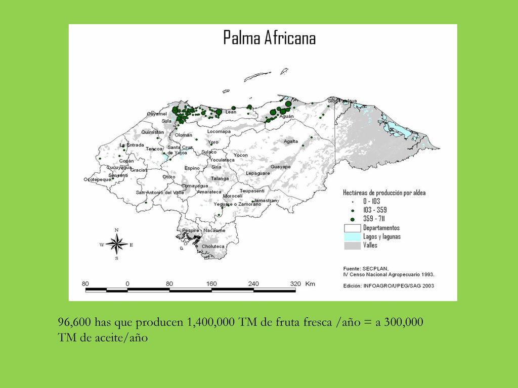 96,600 has que producen 1,400,000 TM de fruta fresca /año = a 300,000 TM de aceite/año