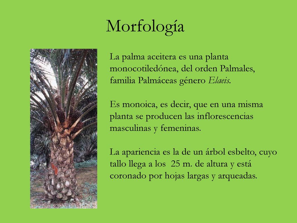 Morfología La palma aceitera es una planta monocotiledónea, del orden Palmales, familia Palmáceas género Elaeis.