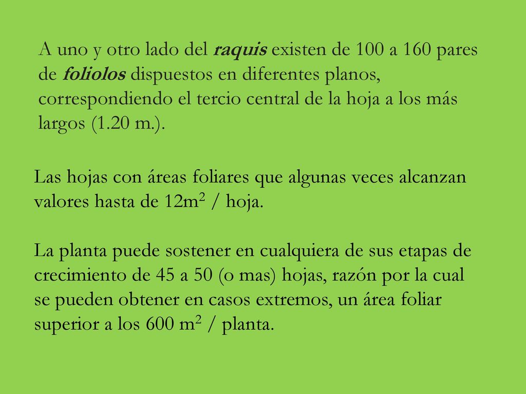 A uno y otro lado del raquis existen de 100 a 160 pares de foliolos dispuestos en diferentes planos, correspondiendo el tercio central de la hoja a los más largos (1.20 m.).