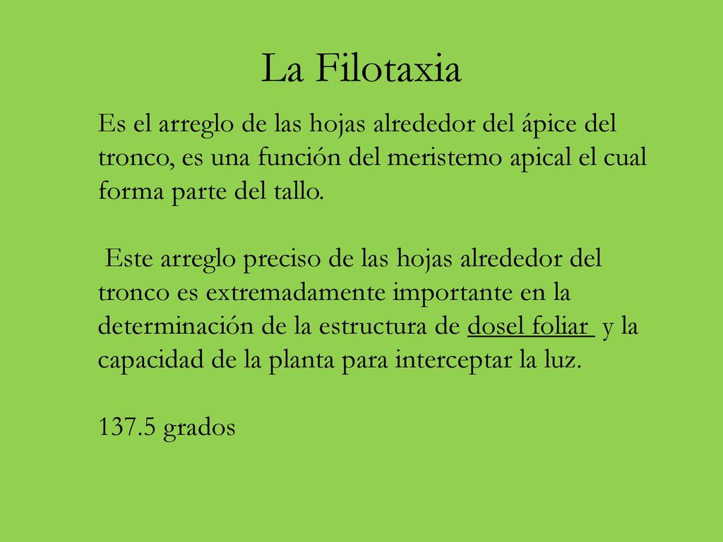 La Filotaxia Es el arreglo de las hojas alrededor del ápice del tronco, es una función del meristemo apical el cual forma parte del tallo.