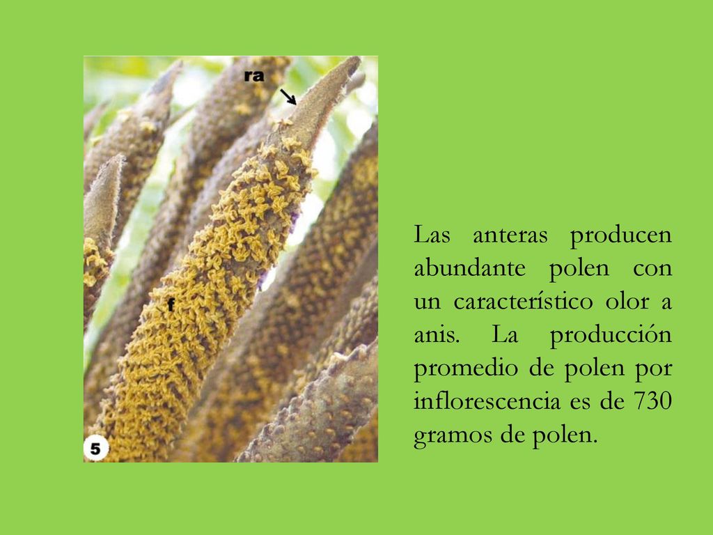 Las anteras producen abundante polen con un característico olor a anis