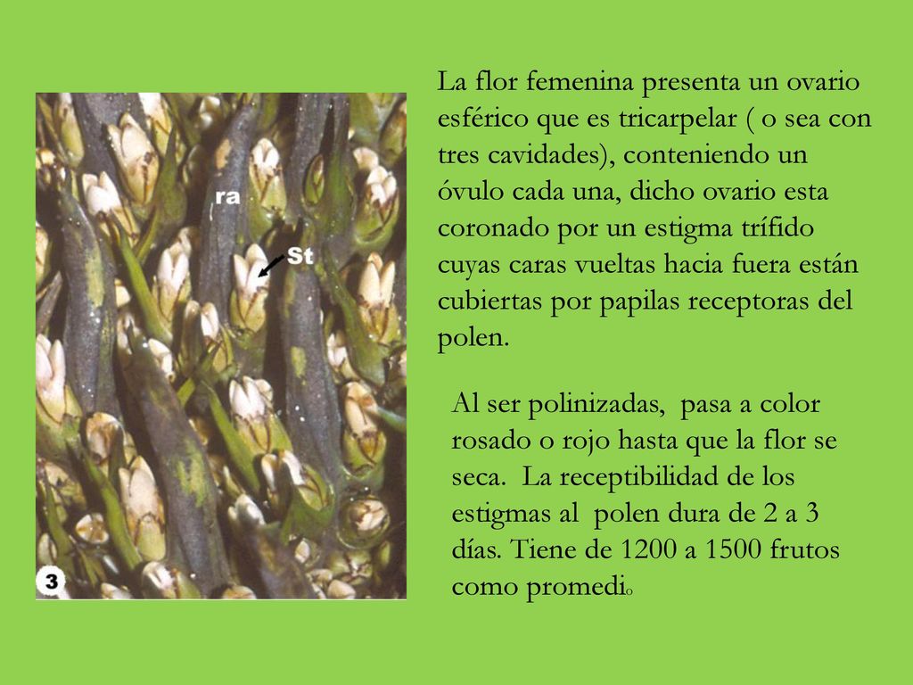 La flor femenina presenta un ovario esférico que es tricarpelar ( o sea con tres cavidades), conteniendo un óvulo cada una, dicho ovario esta coronado por un estigma trífido cuyas caras vueltas hacia fuera están cubiertas por papilas receptoras del polen.