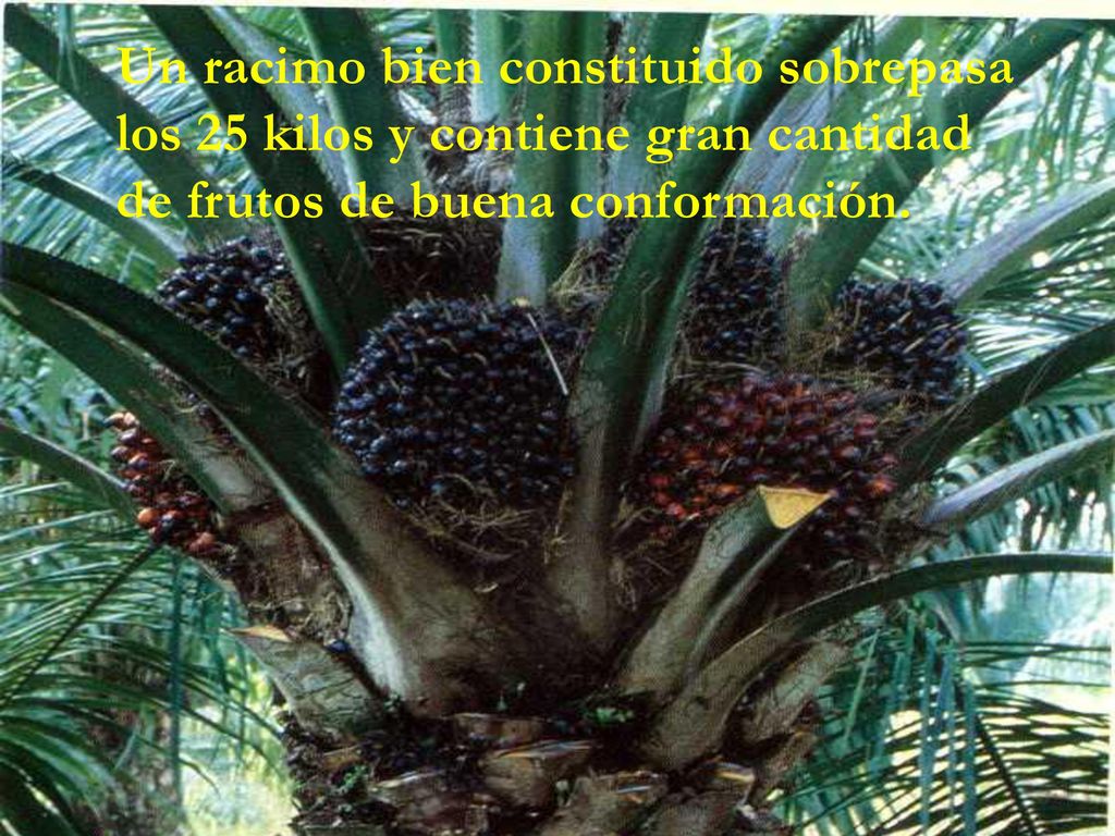 Un racimo bien constituido sobrepasa los 25 kilos y contiene gran cantidad de frutos de buena conformación.