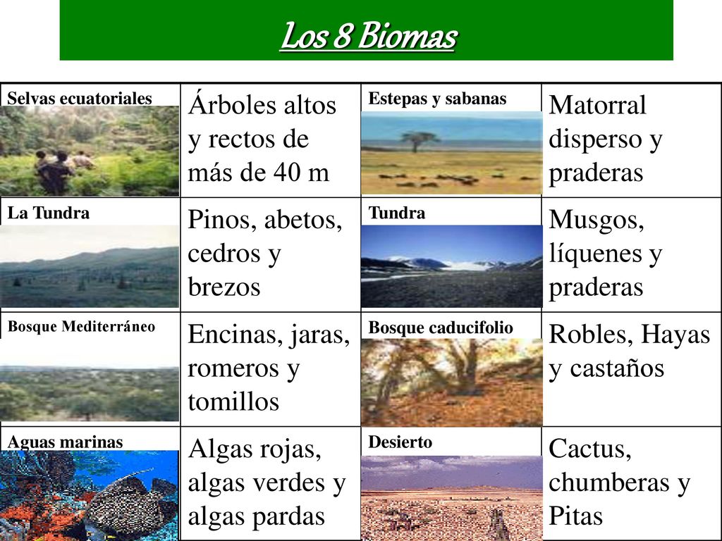 Los 8 Biomas Árboles altos y rectos de más de 40 m