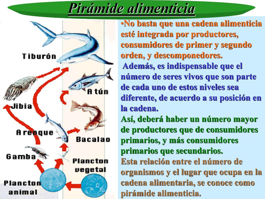 Pirámide alimenticia No basta que una cadena alimenticia esté integrada por productores, consumidores de primer y segundo orden, y descomponedores.