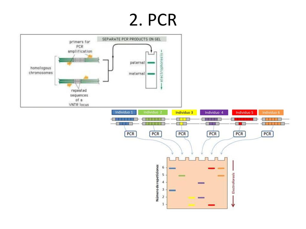 2. PCR Individuo 1 Individuo 2 Individuo 3 Individuo 4 Individuo 5