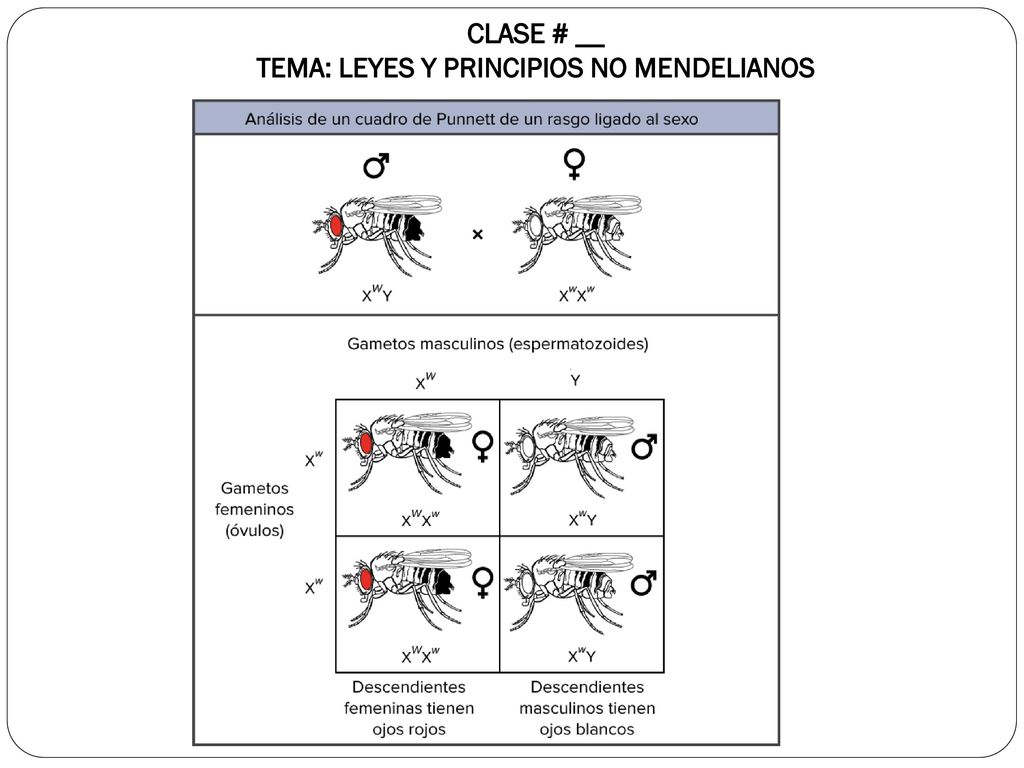 CLASE # __ TEMA: LEYES Y PRINCIPIOS NO MENDELIANOS