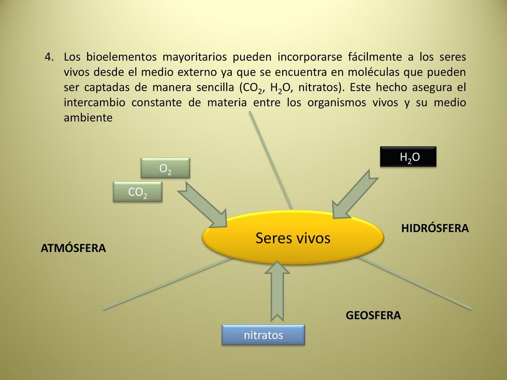 Los bioelementos mayoritarios pueden incorporarse fácilmente a los seres vivos desde el medio externo ya que se encuentra en moléculas que pueden ser captadas de manera sencilla (CO2, H2O, nitratos). Este hecho asegura el intercambio constante de materia entre los organismos vivos y su medio ambiente