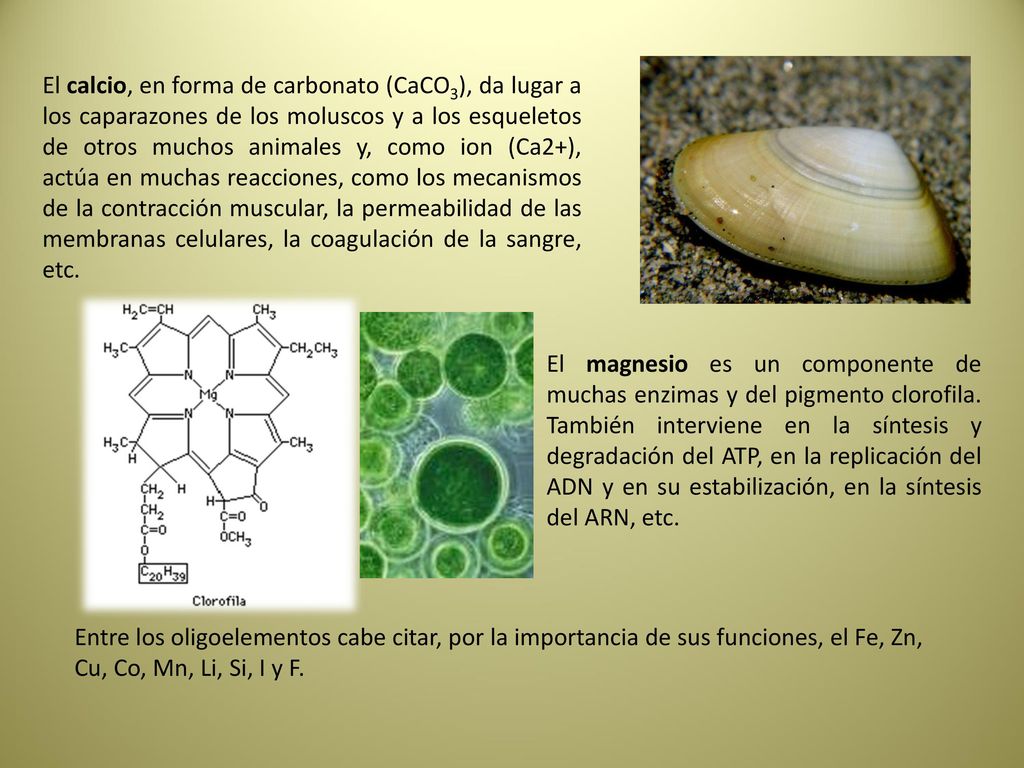 El calcio, en forma de carbonato (CaCO3), da lugar a los caparazones de los moluscos y a los esqueletos de otros muchos animales y, como ion (Ca2+), actúa en muchas reacciones, como los mecanismos de la contracción muscular, la permeabilidad de las membranas celulares, la coagulación de la sangre, etc.