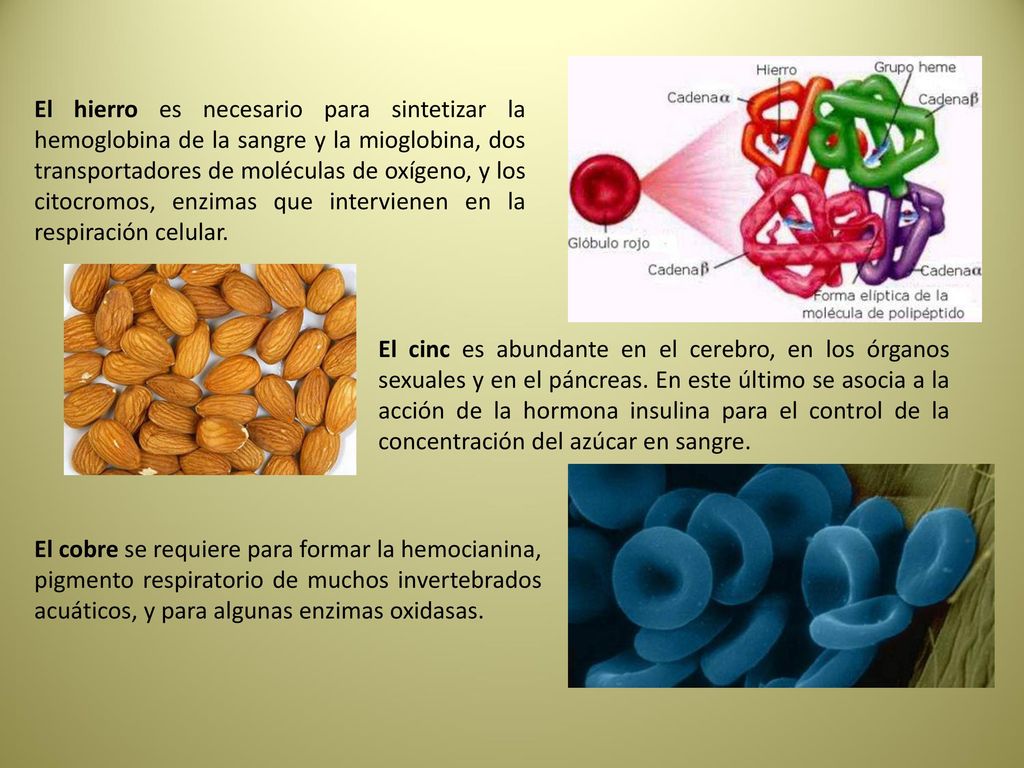 El hierro es necesario para sintetizar la hemoglobina de la sangre y la mioglobina, dos transportadores de moléculas de oxígeno, y los citocromos, enzimas que intervienen en la respiración celular.