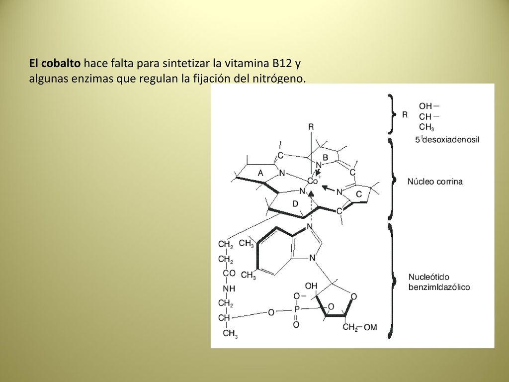 El cobalto hace falta para sintetizar la vitamina B12 y algunas enzimas que regulan la fijación del nitrógeno.
