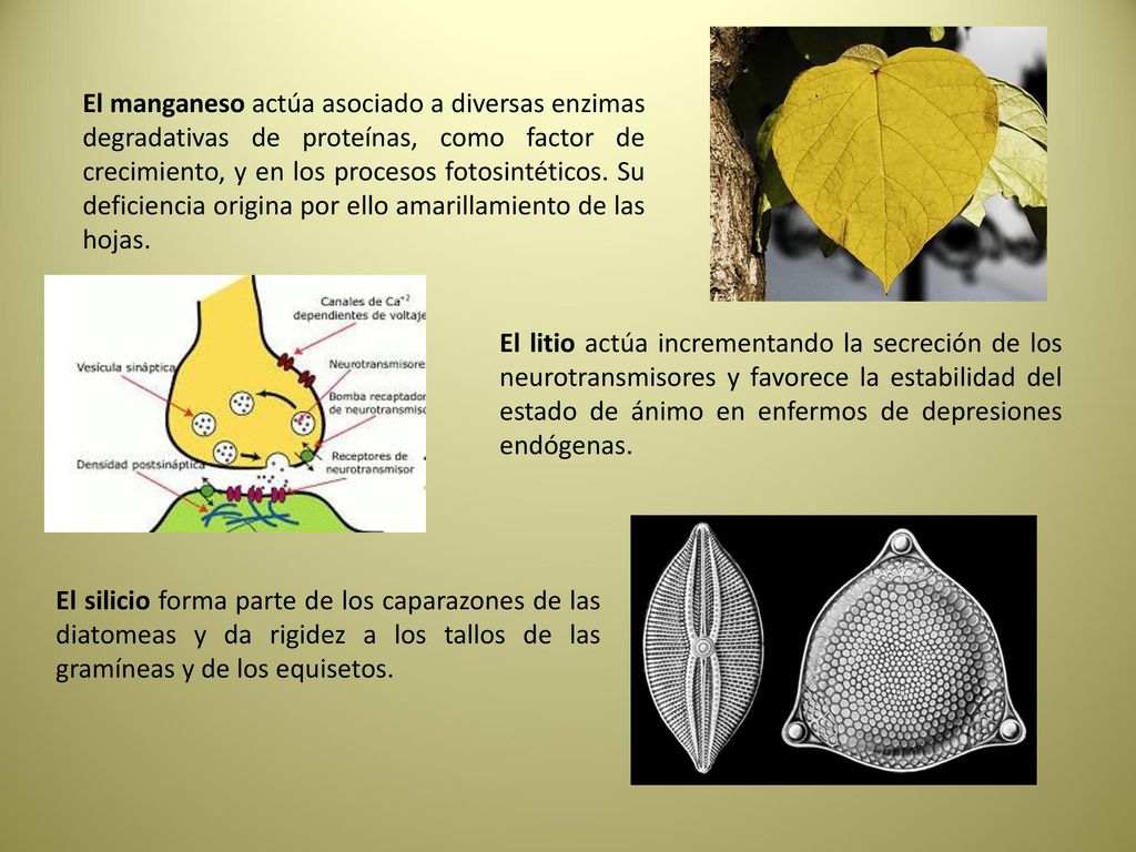 El manganeso actúa asociado a diversas enzimas degradativas de proteínas, como factor de crecimiento, y en los procesos fotosintéticos. Su deficiencia origina por ello amarillamiento de las hojas.