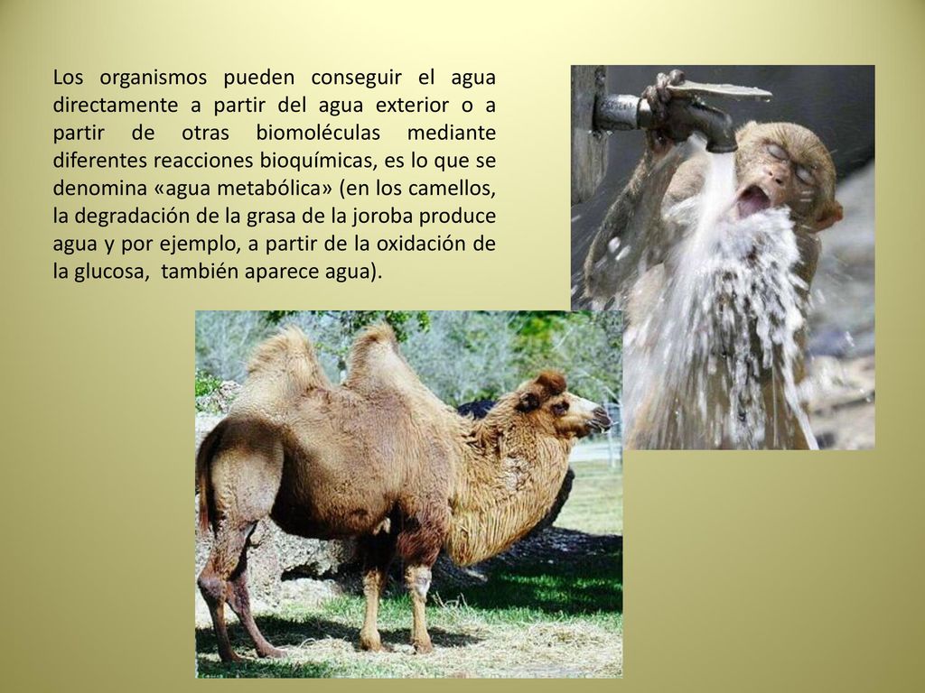 Los organismos pueden conseguir el agua directamente a partir del agua exterior o a partir de otras biomoléculas mediante diferentes reacciones bioquímicas, es lo que se denomina «agua metabólica» (en los camellos, la degradación de la grasa de la joroba produce agua y por ejemplo, a partir de la oxidación de la glucosa, también aparece agua).