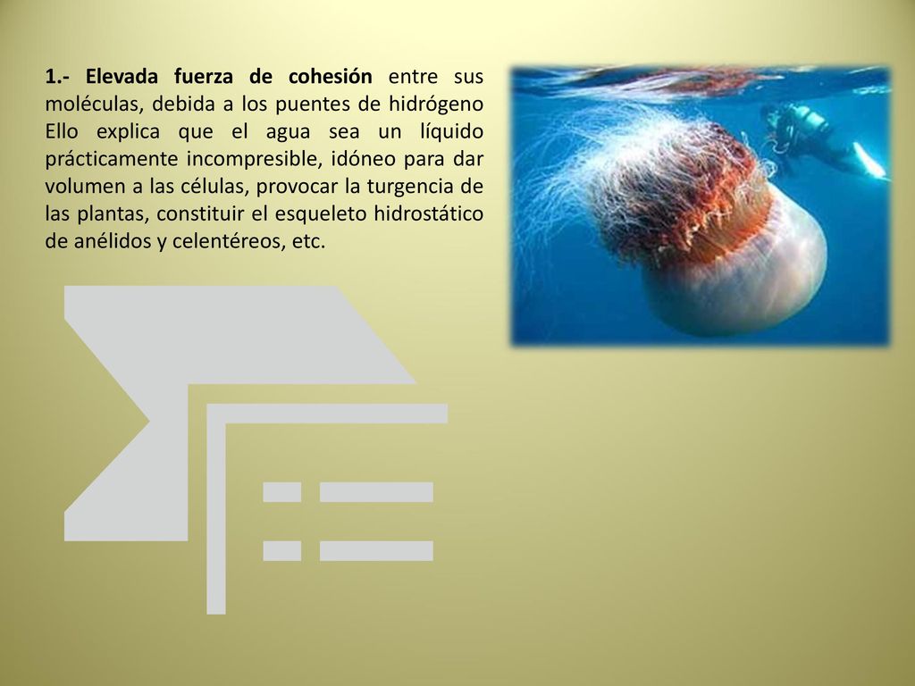1.- Elevada fuerza de cohesión entre sus moléculas, debida a los puentes de hidrógeno Ello explica que el agua sea un líquido prácticamente incompresible, idóneo para dar volumen a las células, provocar la turgencia de las plantas, constituir el esqueleto hidrostático de anélidos y celentéreos, etc.
