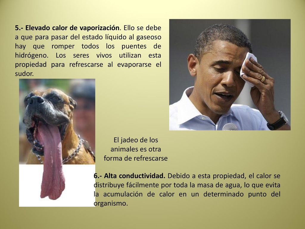 El jadeo de los animales es otra forma de refrescarse