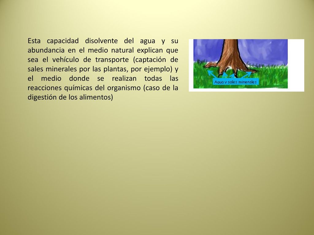 Esta capacidad disolvente del agua y su abundancia en el medio natural explican que sea el vehículo de transporte (captación de sales minerales por las plantas, por ejemplo) y el medio donde se realizan todas las reacciones químicas del organismo (caso de la digestión de los alimentos)