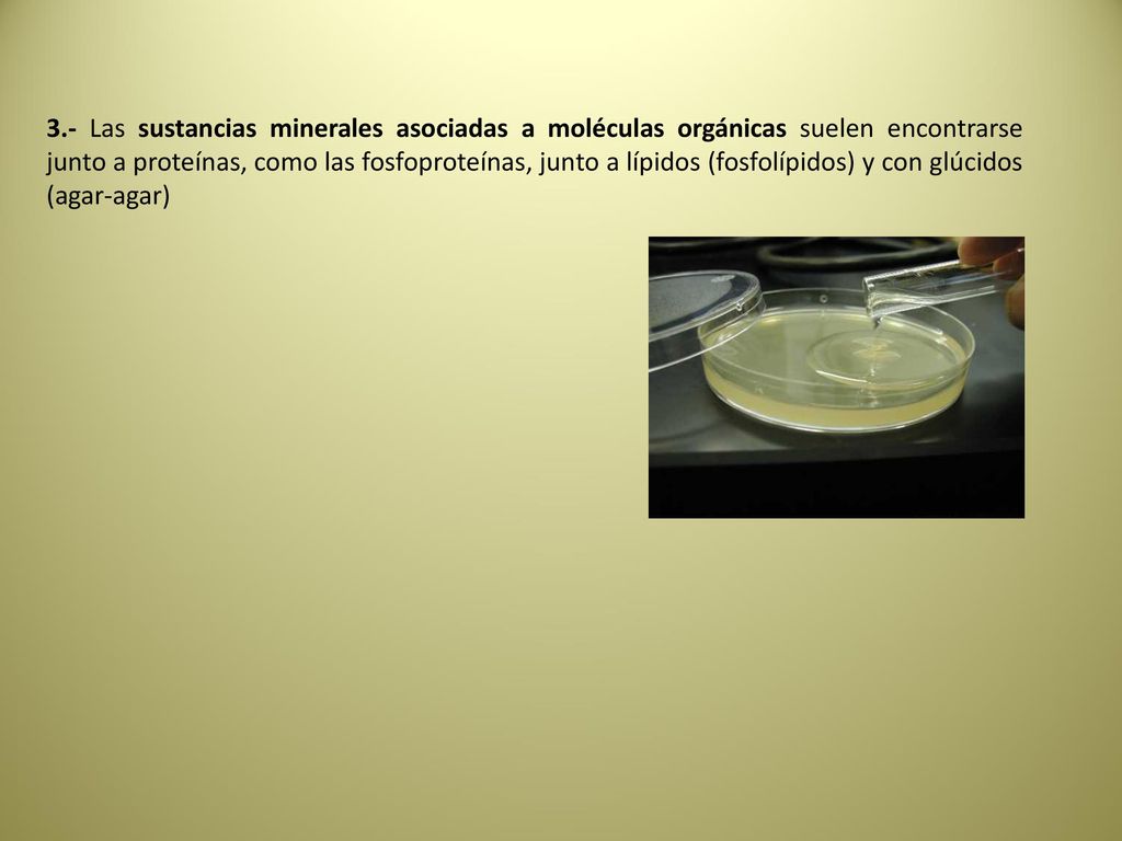 3.- Las sustancias minerales asociadas a moléculas orgánicas suelen encontrarse junto a proteínas, como las fosfoproteínas, junto a lípidos (fosfolípidos) y con glúcidos (agar-agar)