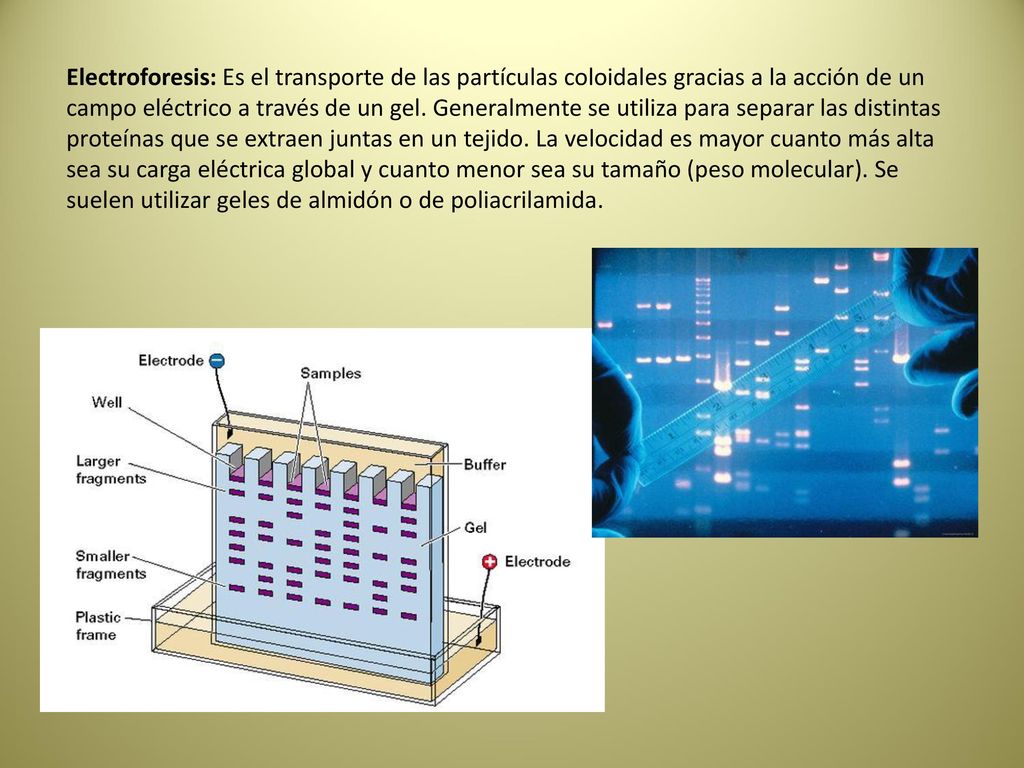 Electroforesis: Es el transporte de las partículas coloidales gracias a la acción de un campo eléctrico a través de un gel. Generalmente se utiliza para separar las distintas proteínas que se extraen juntas en un tejido. La velocidad es mayor cuanto más alta sea su carga eléctrica global y cuanto menor sea su tamaño (peso molecular). Se suelen utilizar geles de almidón o de poliacrilamida.