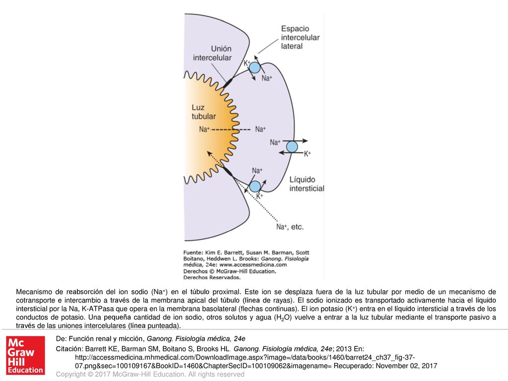 Mecanismo de reabsorción del ion sodio (Na+) en el túbulo proximal