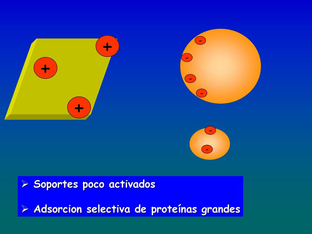+ + + Soportes poco activados Adsorcion selectiva de proteínas grandes