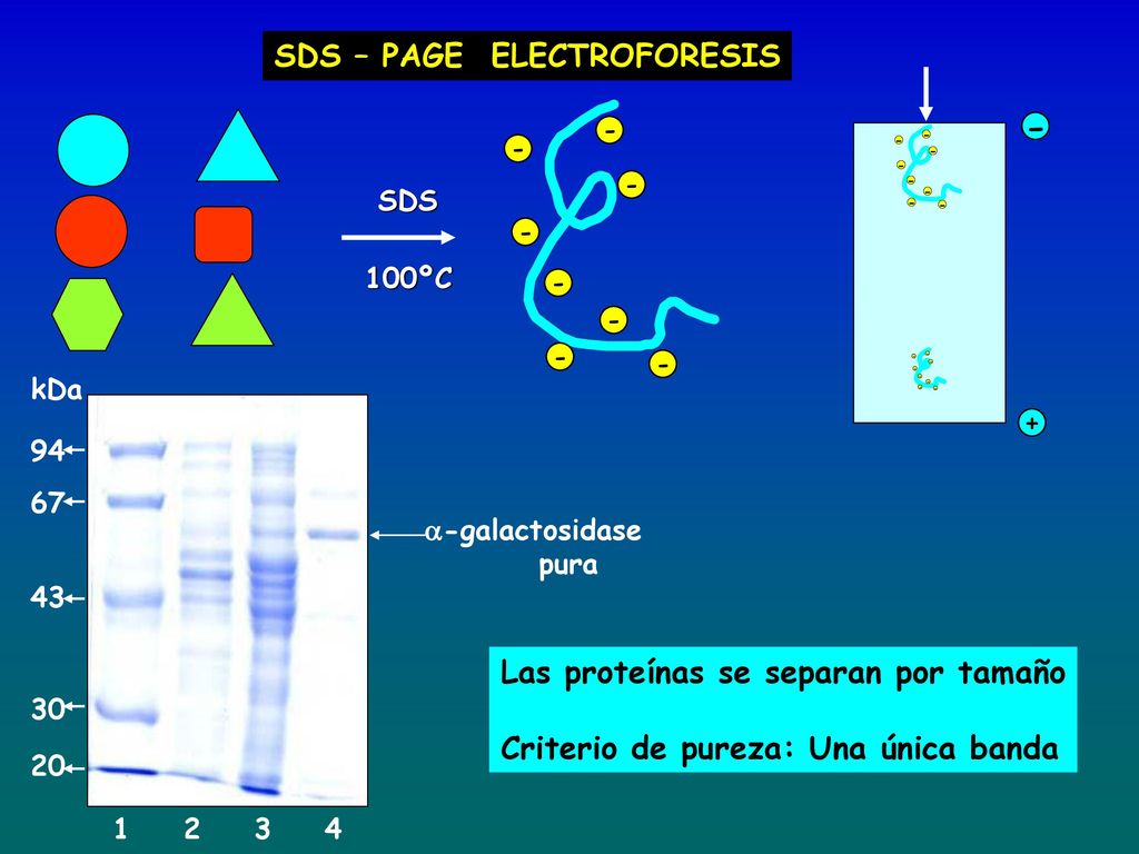 - SDS – PAGE ELECTROFORESIS Las proteínas se separan por tamaño